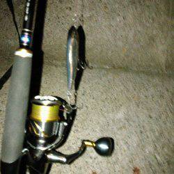 朝マヅメにチヌトップ